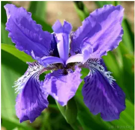 python上手机器学习算法 & 生成式AI使用的